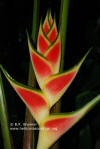 Heliconia wagneriana